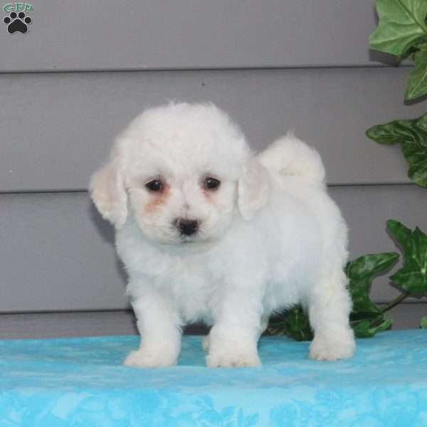 Valor, Bichon Frise Puppy